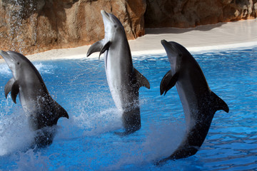 Naklejka premium dolphins swimming on their tail