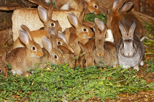 Lapin