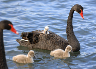 Baby swan chick 03 © Sportlibrary