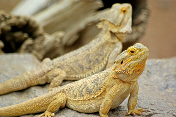 Lizard