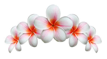 Bouquet de fleurs de frangipanier