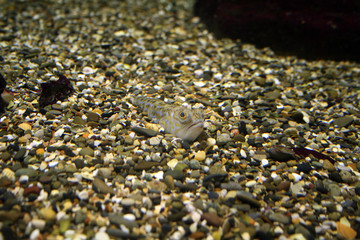 mimicry fish ocean floor