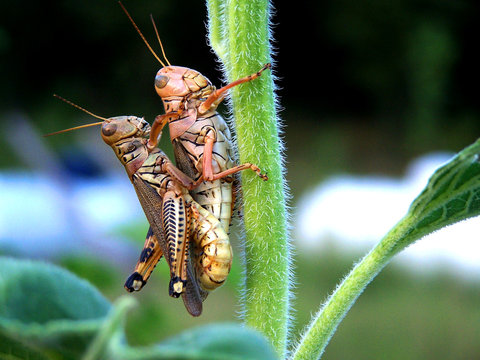 American Grasshopper Love