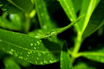 Leaves with droplets close-up