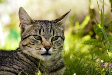 Naklejka premium Cat