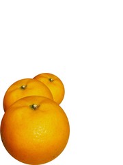 oranges queue on white