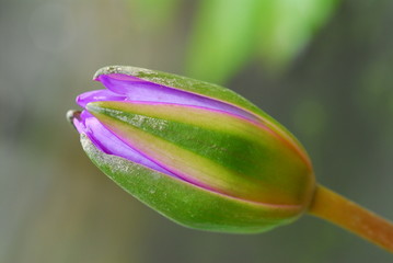 purple water lily in the ponds