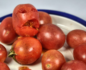 Plight of the tomato