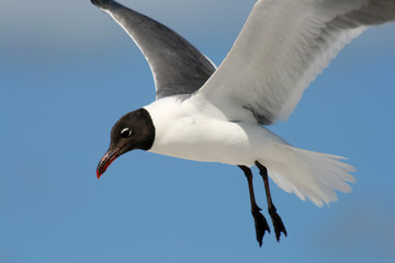 Fototapeta na wymiar Gull Flight