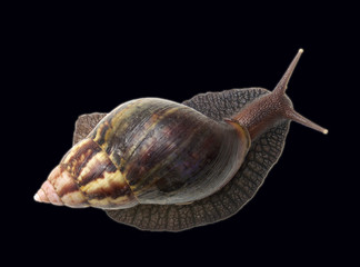 escargot sur fond noir