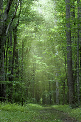 Obraz premium in the woods