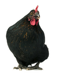 black chicken
