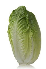lettuce