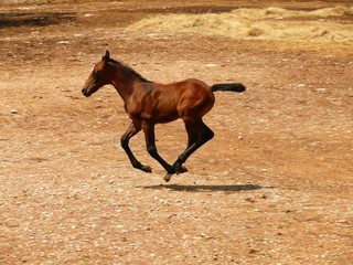 Fohlen im Galopp