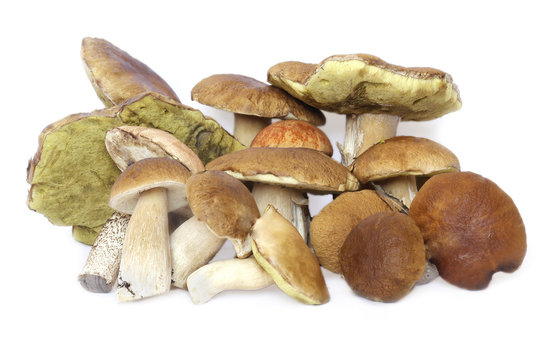 forest mushrooms on a white background