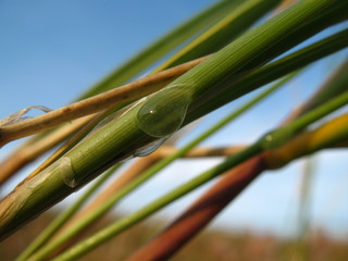Halm mit Wassertropfen