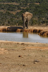 Fototapeta premium All alone at the waterhole