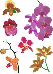 collection of orchids