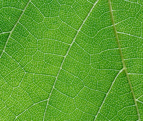 leaf of wine grape