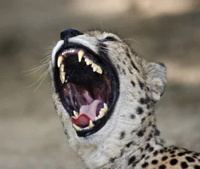 Fotobehang Panter jagende luipaard