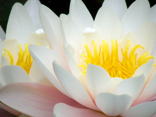 Framed poster water lily