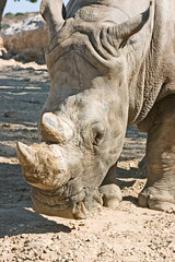 Fototapeta premium Rhino