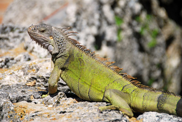 Iguana portrait