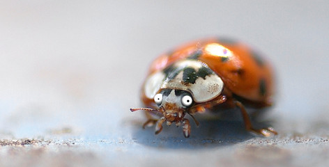 Erschrockener K&auml;fer