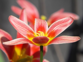 Blüte