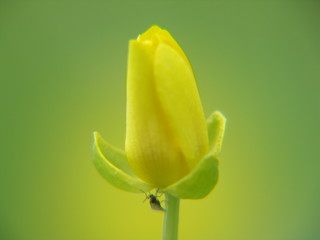Blüte mit Insekt