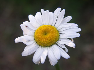 Margerite