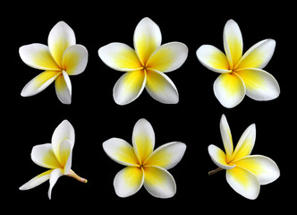 Fototapeta na wymiar Dużo kwiatów frangipani