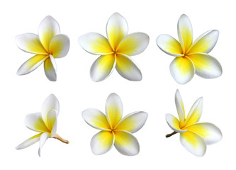 Set frangipani bloemen