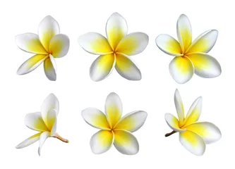Foto op Plexiglas Set frangipani bloemen © Beboy