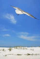 Seagull over Sand dunes