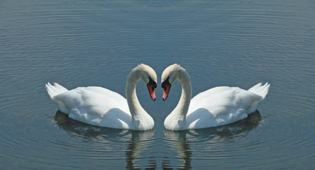 swans on the lake