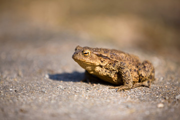 Bullfrog