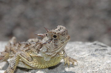 Kansas Lizards
