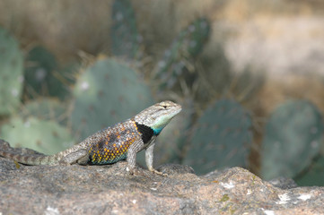 California Spiny Lizard