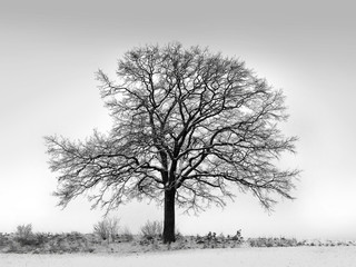 Baum im Winter
