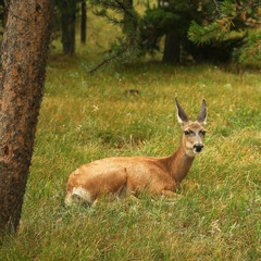 A Resting Deer