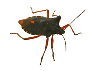 hemiptera bug