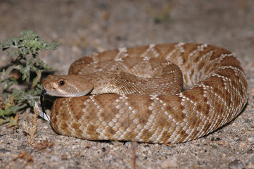 Red Diamond Rattlesnake