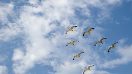 Flight seagull