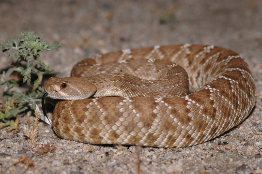 Red Diamond Rattlesnake