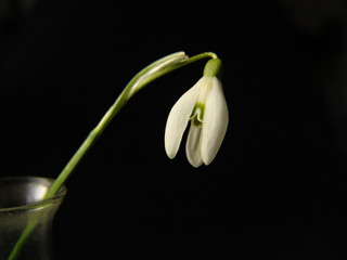 snežienka - snowdrop