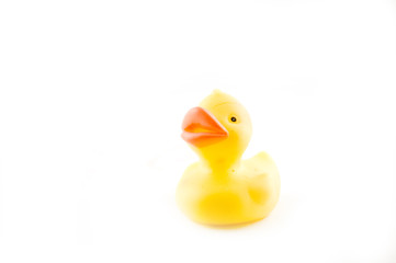 rubber duck