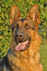 Deutscher Schäferhund