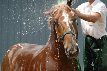 Horse wash