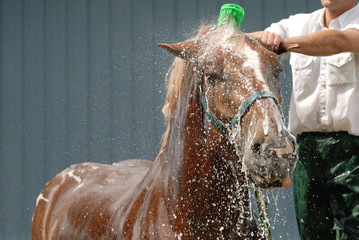 Horse wash